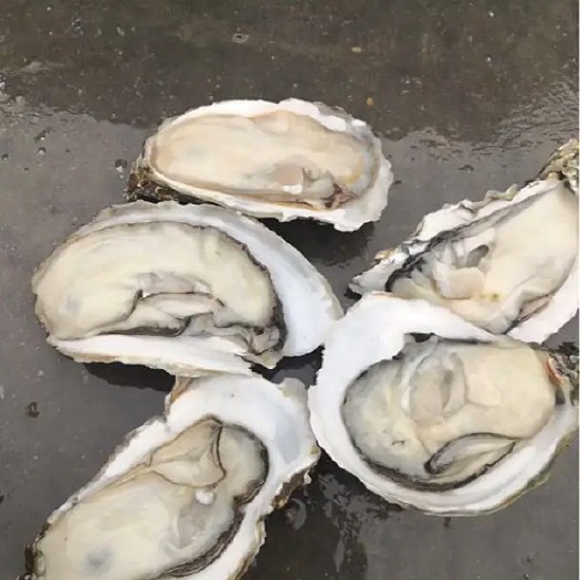 饶平县牡蛎  强记海鲜生蚝批发
