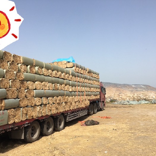 濉溪县精品柔丝小麦秸秆孕牛专用