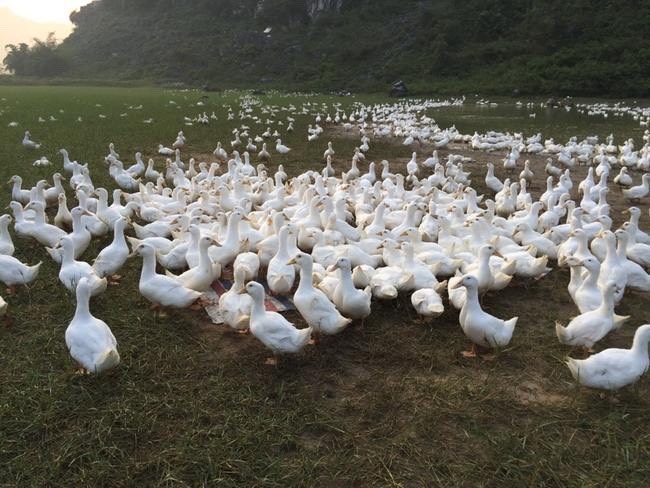 南宁樱桃谷鸭苗  樱桃谷肉鸭苗 北京鸭苗 孵化基地直销包打疫苗成活 诚信经营