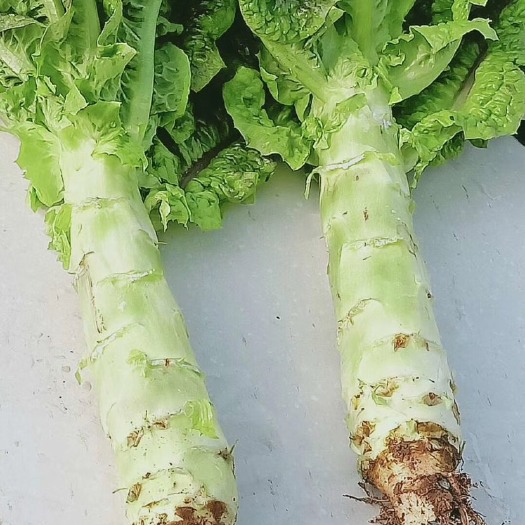 兰州甘肃兰州红古高原夏菜红叶莴笋大量上市