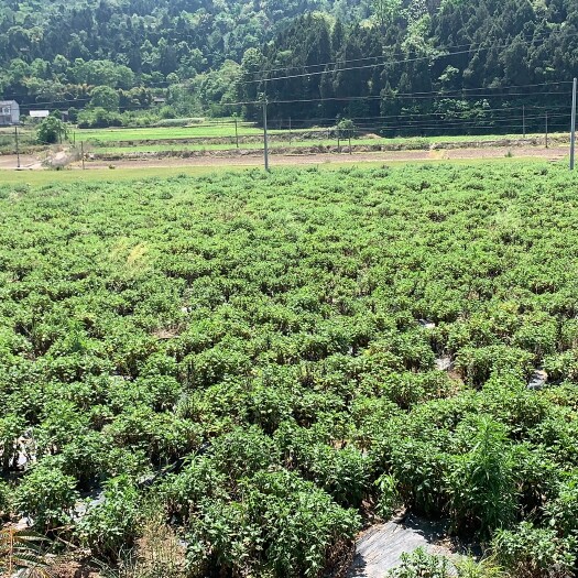 射洪市金丝皇菊 