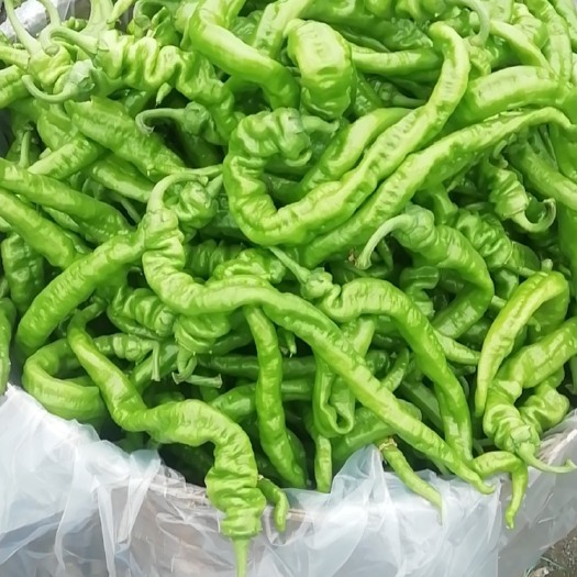 长沙良心种植螺丝椒