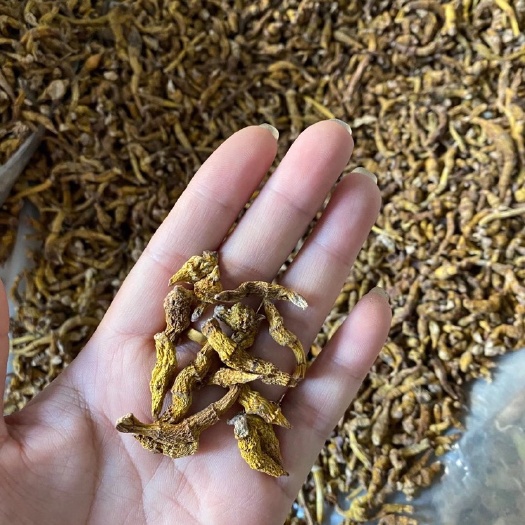 虎牙石斛，一手货源，长期供应，包邮到家
