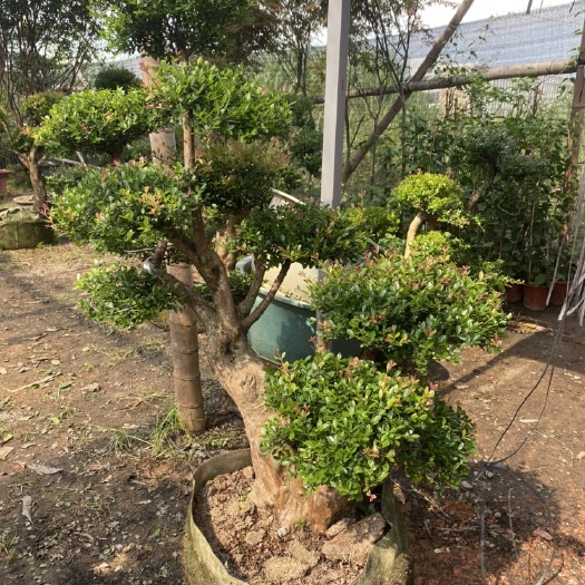 和平县 赤楠