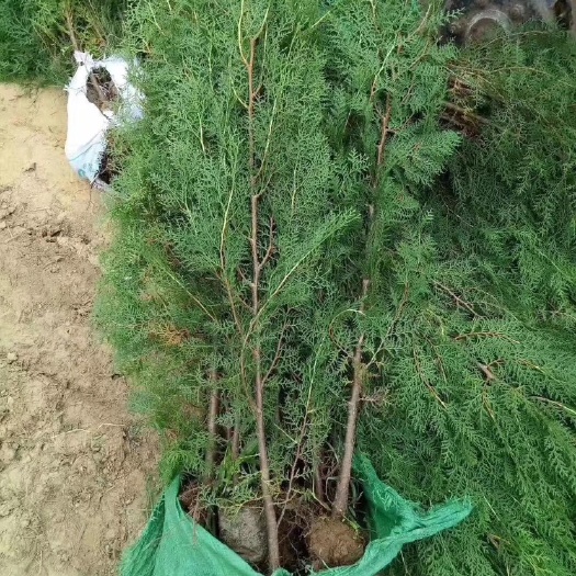 莒南县侧柏苗  营养杯侧柏50–150cm