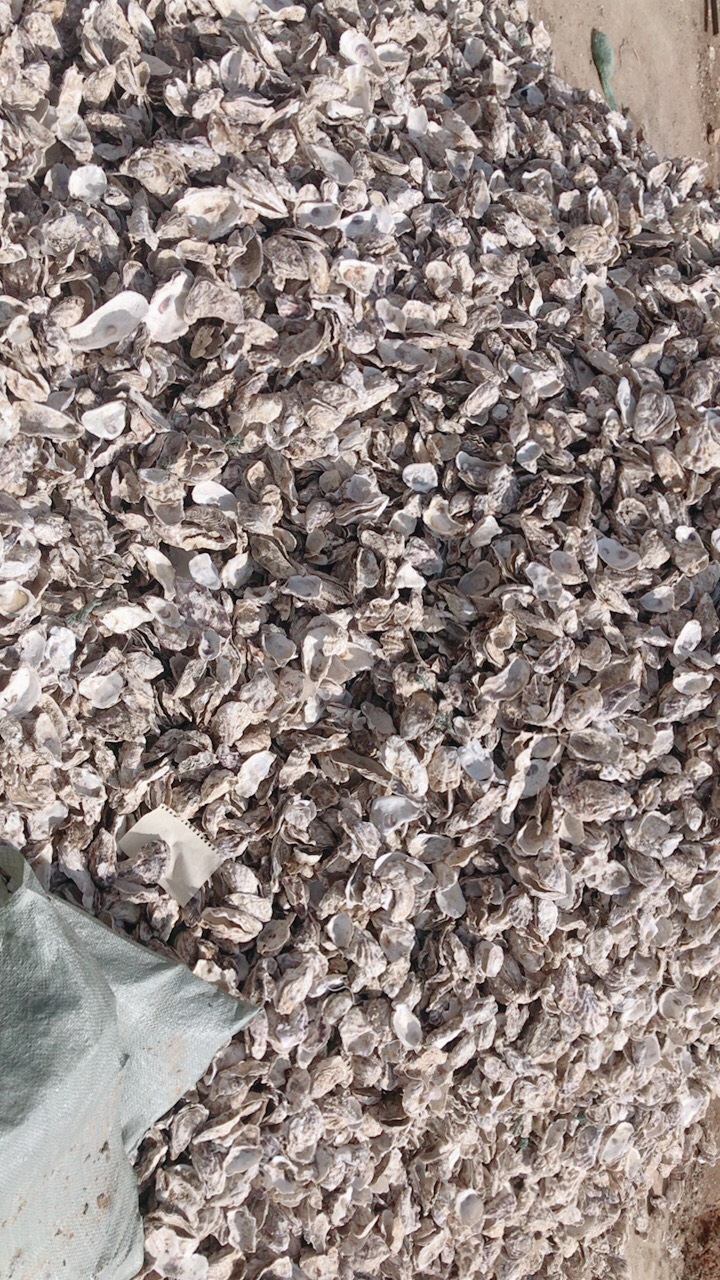 乳山市贝壳粉 贝壳碎片，海蛎壳碎片，整壳