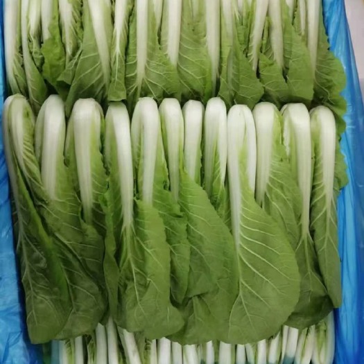 曹县 精品上海青，小白菜，小油菜