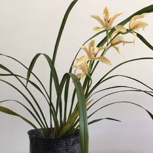 成都 兰花虎头兰昌宁兰