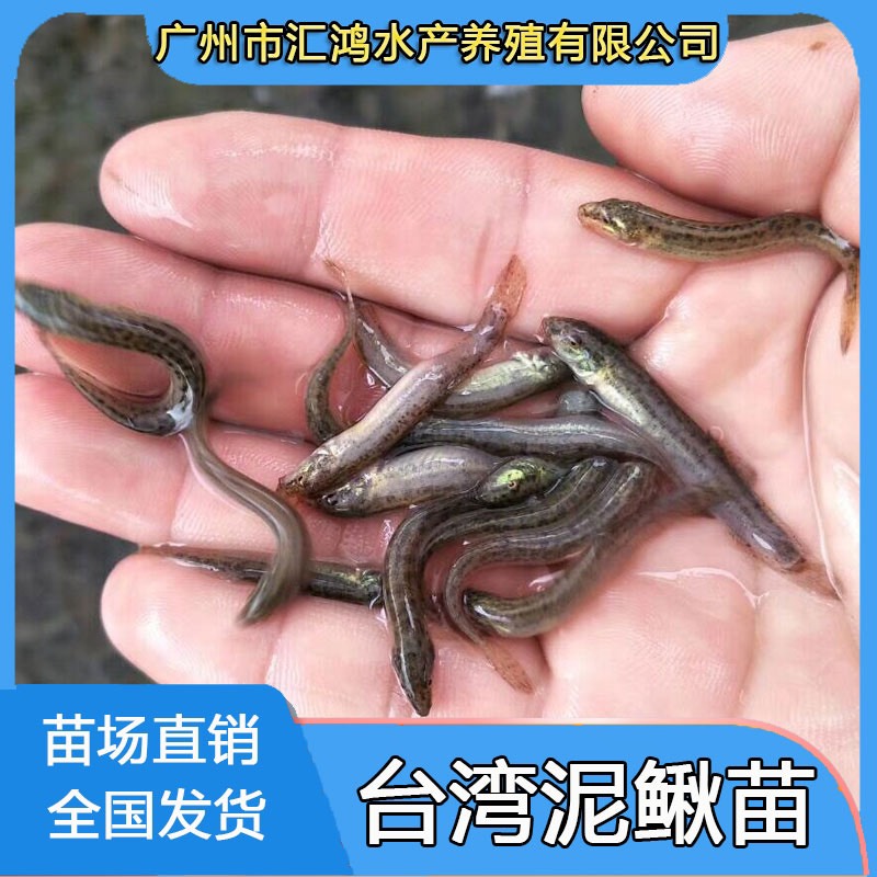  泥鳅苗 快大泥鳅 不钻泥青泥鳅苗 泥鳅鱼苗