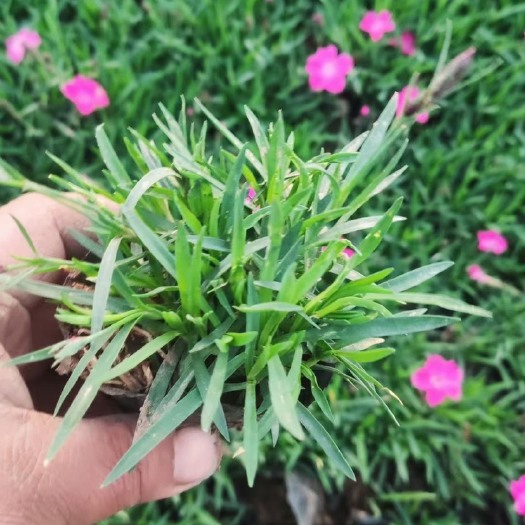 青州市爆盆欧石竹，四季开花，基地直销，常年供应绿化工程，欢迎实地考
