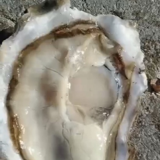 大连三倍体生蚝 生蚝三倍体