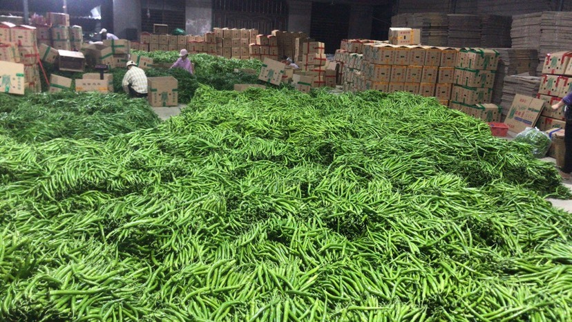 廉江市 二荆条