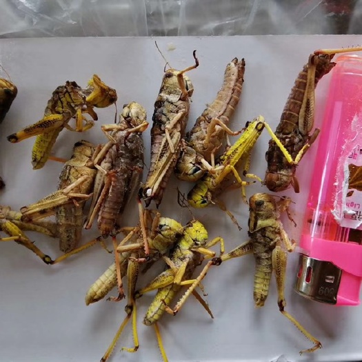 广州东亚飞蝗 蚂蚱带翅膀 酒店烧烤批发专用昆虫食材