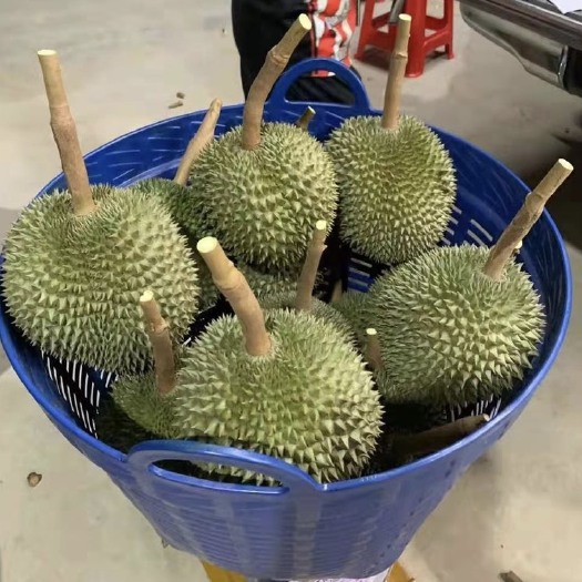 广州金枕榴莲 泰国金枕，个个金选，提供服务：产家直供，支持代卖
