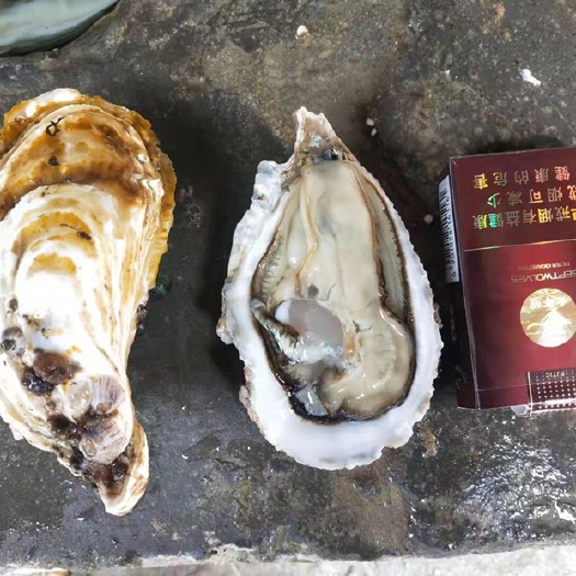 诏安县葡萄牙黄金三倍体  个头大肥度高 烧烤清蒸 刺身也OK 可供
