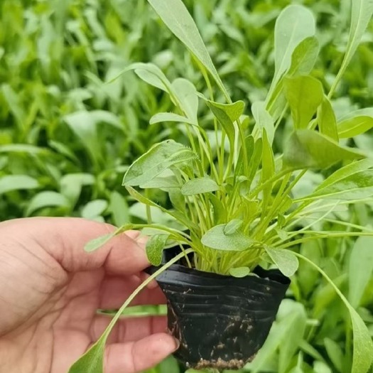 青州市金鸡菊苗  金鸡菊宿根花卉，基地直销，常年供应绿化工程，欢迎大家实地考察