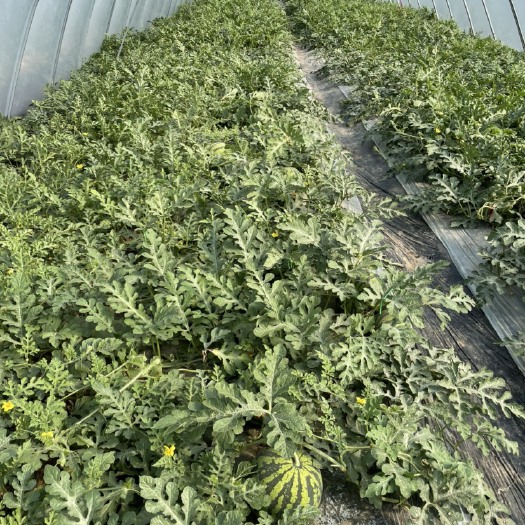 余姚市8424西瓜特新鲜自种种植户o