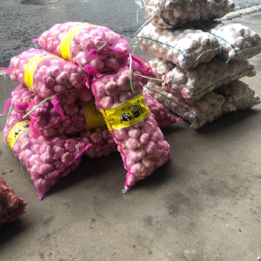 邳州市红皮蒜 邳州精品扒批大蒜糖醋蒜专用