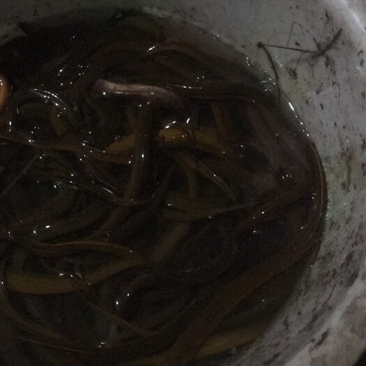 凤冈县 黄鳝、鳝鱼、的、数量有限、有需要的可以联系我：