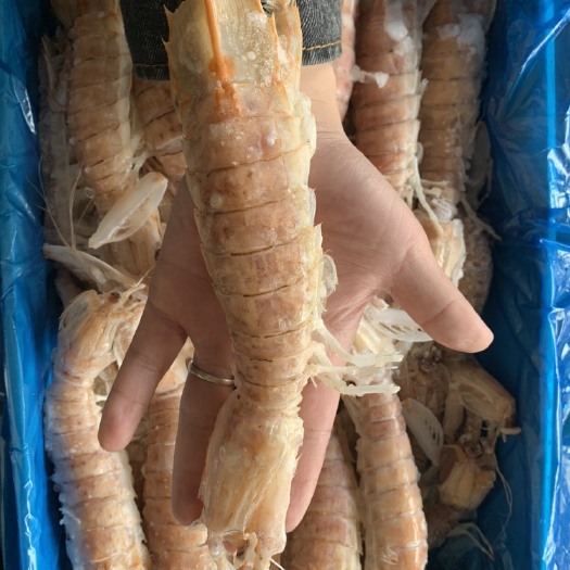 成都 超大号皮皮虾（15-20公分）
