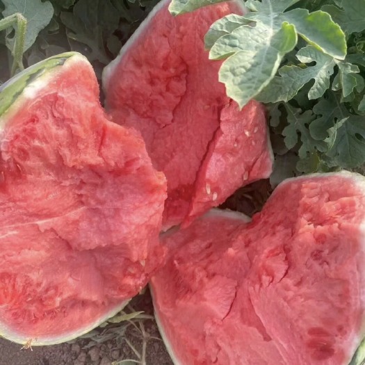 夏邑县711、8424、美都夏邑西瓜之乡、皮薄汁多、颜色漂