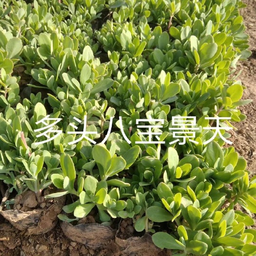 临朐县八宝景天不怕干的植物