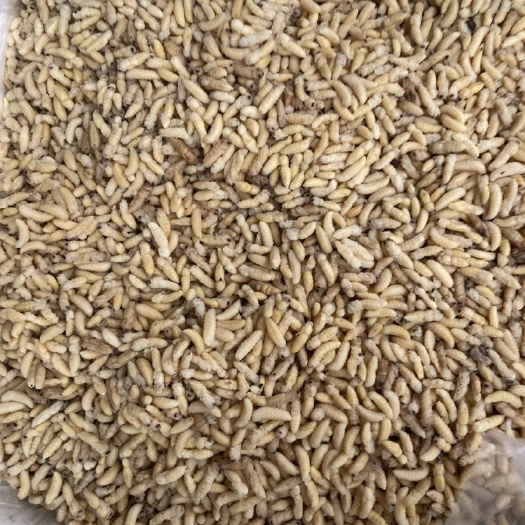  （一手货源）蜂蛹各种级别