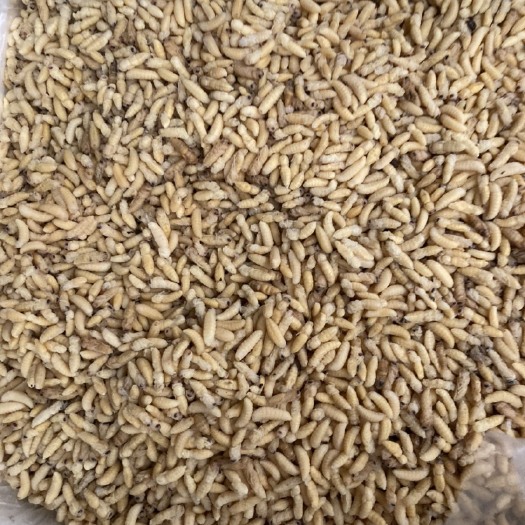 广州 （一手货源）蜂蛹各种级别