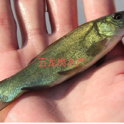 广州 丁桂鱼苗