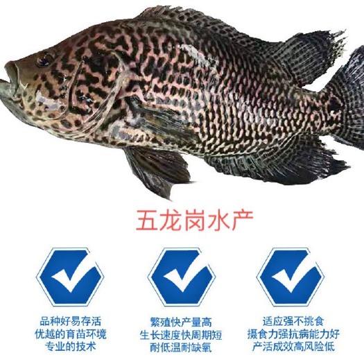 广州 淡水石斑鱼苗