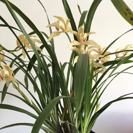 成都兰花虎头兰昌宁兰