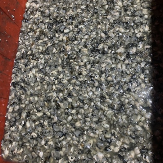 福清市牡蛎  海蛎肉批发，各种海蛎包装等业务