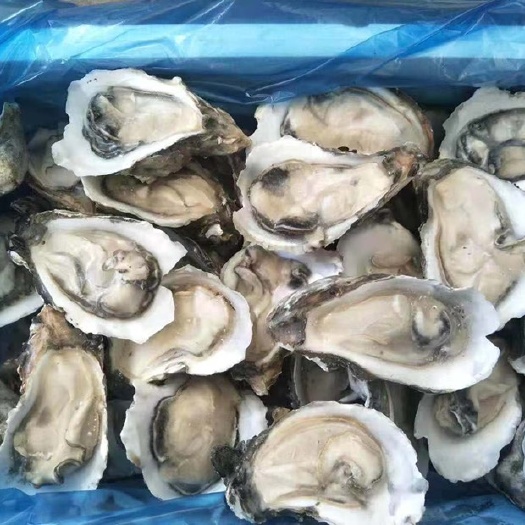 成都牡蛎 生蚝