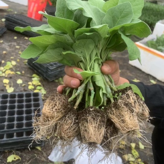 博罗县嫁接中茄   长茄苗