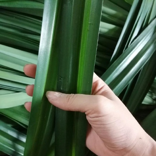 万宁市香叶  斑斓叶，斑斓苗批发