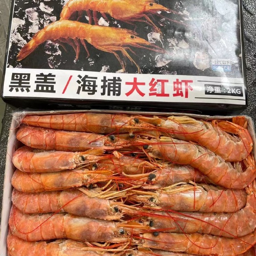 成都 国产阿根廷红虾L1