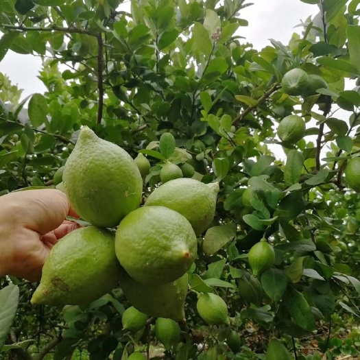 阳江广东香水柠檬到货三千斤