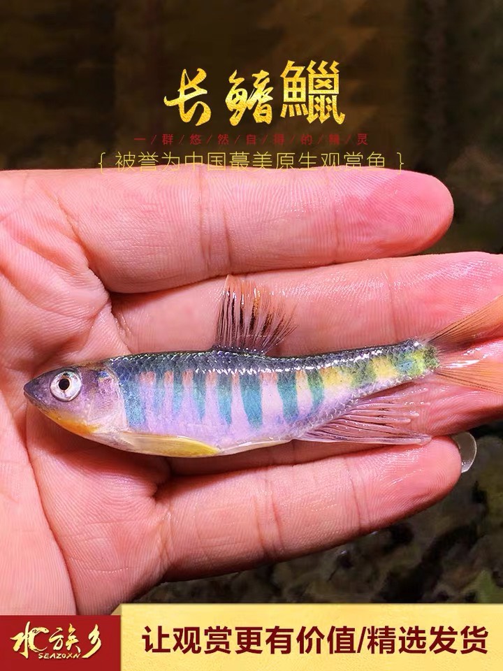 鉗魚(yú)苗  馬口魚(yú)苗 桃花魚(yú)苗批發(fā)活體供應(yīng)