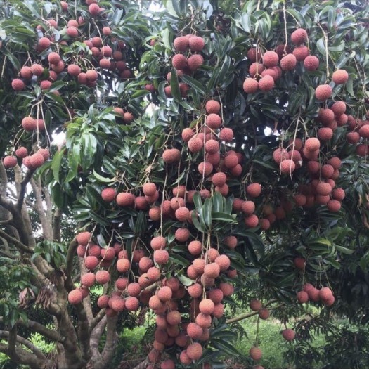 阳江白糖罂荔枝  自产自销、荔枝！
