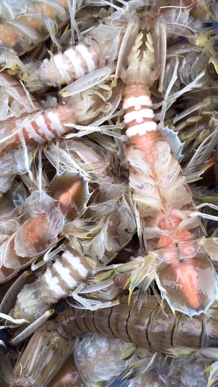 北海熟冻母皮皮虾带膏 濑尿虾￼ 爬子虾 富贵虾