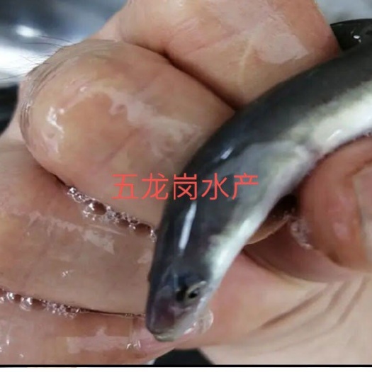 广州鳗鱼苗白鳝鱼苗鱼苗