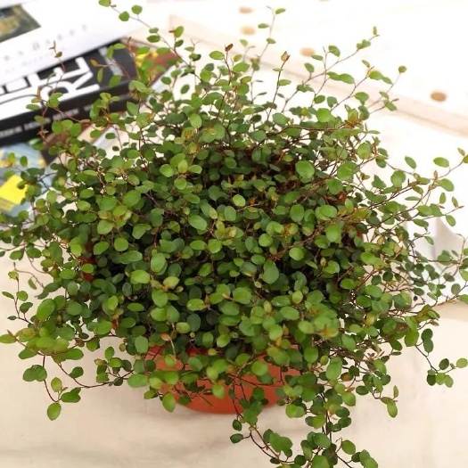 杭州婚纱吊兰盆栽植物室内千叶吊兰垂吊悬挂新房装修吸甲醛 一盆