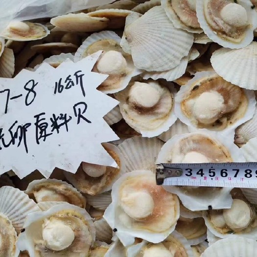 成都扇贝