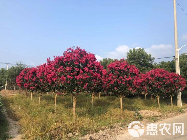 红火球紫薇 大量供应各品种紫薇，红火箭，大红花，红花等等