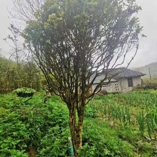  瓜子黄杨清园中