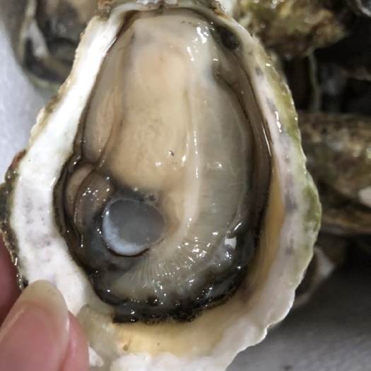 饶平县长牡蛎  半壳生蚝全壳生蚝牡蛎肉产地直销一件代发