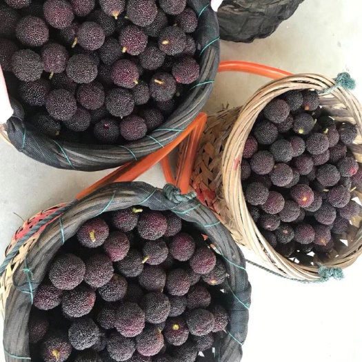 漳州 杨梅产地，各个品种都有……质量好价格便宜