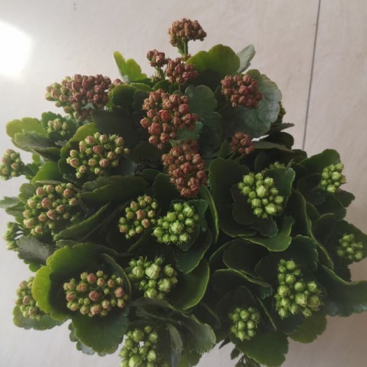 青州市长寿花盆栽  长寿花，基地直销，常年供应，量大，欢迎实地考察。