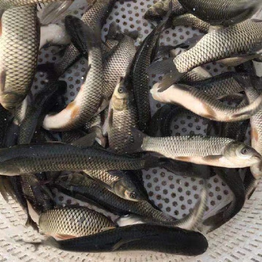 淮安 精品草鱼苗