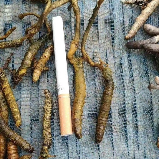 广州 《鲜冬虫夏草》现货供应，有干货，鲜货两种，发顺丰包邮
